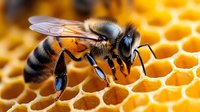 Detailed macro shot of honey bee collecting nectar on golden honeycomb cells, showing intricate wing patterns and body segments in sharp focus.
