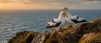 Two gannets nesting on coastal cliff with ocean sunset backdrop, seabirds in natural habitat displaying bonding behavior on rocky ledge during golden hour.