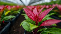 Vibrant red and green Aglaonema Chinese Evergreen plants growing in nursery pots with rich soil, showing detailed leaf patterns and tropical foliage texture.
