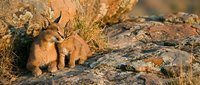 Young caracal kitten sitting on rocky terrain during golden hour sunset light. Wild cat cub in natural desert habitat with warm orange glow and stone formations.