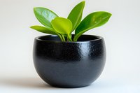 Young green peperomia plant with glossy leaves growing in round black ceramic pot against white background, minimalist home decor composition.