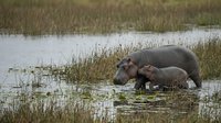 Hippopotamus wading through shallow water and marsh vegetation in natural wetland habitat, wildlife photography.