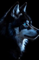 Majestic Siberian husky with piercing blue eyes in profile view against dark background, dramatic lighting highlights fur texture and facial features.