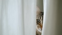 Curious tabby cat peeking through white curtains, partially hidden with one eye visible, creating a sense of mystery and playfulness.