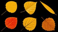 Six autumn leaves in yellow, orange, and red tones, isolated on transparent background. Ready for seasonal clipart, stickers, t-shirt design, and print on demand.
