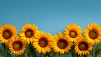 Vibrant yellow sunflowers in a row against clear blue sky background, creating a cheerful summer scene for greeting cards or seasonal designs.