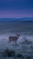 Solitary deer standing in misty meadow during blue hour twilight with mountain silhouettes creating serene wildlife landscape atmosphere.