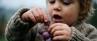 Young child with light skin tone and blonde hair wearing a knit sweater, holding and examining fresh purple grapes outdoors in natural daylight. Suitable for parenting, healthy eating, and childhood development content.