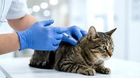 Veterinarian in blue gloves examining tabby cat during medical checkup at modern animal clinic for pet healthcare and wellness treatment.