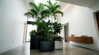 Modern minimalist interior with large tropical palm plants in black planters creating natural room divider in bright contemporary living space with wooden floors.