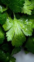 Fresh parsley leaves with water drops in macro view showing detailed leaf structure and morning dew. Natural green herb background for culinary designs.