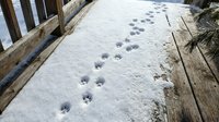 Animal paw prints trail across fresh snow on a residential pathway, creating a natural pattern for winter wildlife and nature themes.