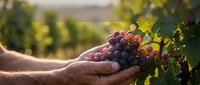 Hands gently holding fresh ripe grapes in vineyard during golden hour harvest time with blurred vine rows background for wine industry and agriculture.