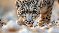 Close-up portrait of snow leopard face showing intense eyes and spotted fur pattern against blurred natural background, wildlife photography concept.