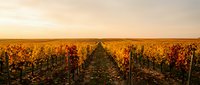 Autumn vineyard landscape with golden sunset light illuminating rows of grapevines with colorful fall foliage stretching toward horizon in wine country.