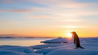 Emperor penguin silhouette standing on arctic ice floe during golden sunset over frozen ocean waters with pastel sky colors for wildlife photography.