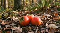 Fresh ripe tomatoes fallen on autumn forest floor among dried leaves and moss. Organic harvest concept for healthy eating and sustainable agriculture.