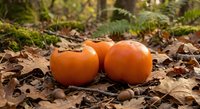 Two ripe orange persimmons lying on autumn forest floor covered with fallen brown leaves and moss. Natural seasonal harvest concept for organic farming.
