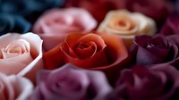 Romantic roses in various shades from soft pink to deep burgundy create dreamy floral composition with selective focus and blurred background for wedding designs.