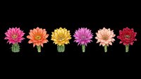 Six colorful cactus flowers in pink, orange, yellow, purple, peach, and red, isolated on transparent background, ready for stickers, t-shirt design, and print on demand.