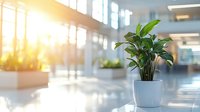 Potted peace lily plant in modern office lobby with sunlight streaming through windows creating atmospheric morning glow and reflections on floor.