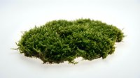Lush green moss isolated on white background, ready for design projects, botanical illustrations, nature graphics, and decorative elements.