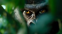 Close up view of eagle eyes peering through green foliage, showing intense amber gaze and detailed feather texture in dramatic wildlife photography.