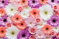 Vibrant floral arrangement with pink roses, coral gerbera daisies, white chrysanthemums and purple flowers creating romantic spring background pattern.