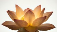 Glowing lotus flower with warm golden light emanating from center, isolated on white background. Suitable for wellness, spirituality, and meditation design projects.