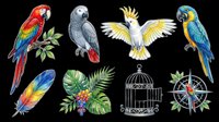 Colorful parrots, macaws, and tropical birds isolated on transparent background. Ready for t-shirt design, clipart, stickers, sublimation, and print-on-demand projects.