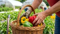 Senior man harvesting fresh organic vegetables from garden into wicker basket. Healthy lifestyle and sustainable farming concept for retirement activities.