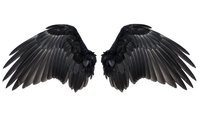Black angel wings spread wide with detailed feathers isolated on white background for fantasy designs, gothic art, and supernatural concepts.