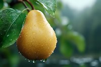 Fresh ripe yellow pear with water drops on green leaves background in garden. Natural organic fruit close-up with morning dew and soft bokeh.