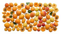 Fresh ripe apricots collection with whole fruits and halves showing pits, organic summer stone fruits isolated on white background for healthy food design.