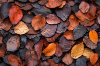 Fallen autumn beech leaves in various shades of orange, brown and burgundy create natural pattern on dark ground, showing seasonal transformation and decay.