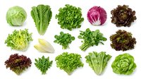 Assorted fresh lettuce and leafy greens varieties including romaine, butterhead, and red cabbage isolated on white background for culinary and nutritional design use.