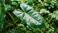 Lush green leaf with water droplets after rain, surrounded by vibrant foliage. Perfect for nature, gardening, and environmental design projects.
