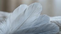 Soft white feathers with delicate texture and natural patterns creating peaceful minimalist composition for wellness and purity concepts.