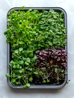 Fresh microgreens growing in metal tray, including vibrant green and purple varieties, showing different stages of growth against light background. Perfect for healthy eating concepts.