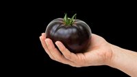 Dark purple tomato held in an open palm, isolated on transparent background. Ready for design use on t-shirts, clipart, stickers, print-on-demand products, and sublimation projects.