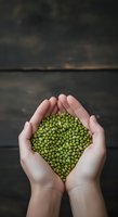 Hands holding fresh green peas in palms against dark wooden background. Organic legume harvest and sustainable farming concept for food production and agriculture.