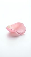 Single pink rose petal isolated on white background for romantic design projects, wedding invitations, beauty and skincare concepts.
