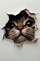 Tabby cat face peeking through torn paper hole with wide surprised eyes. Isolated design element ready for wall decals, stickers, t-shirts and creative projects.