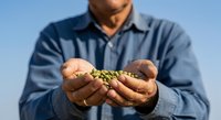 Male farmer with medium skin tone holding harvested grains in cupped hands against clear sky, wearing blue work shirt, representing agriculture, crop cultivation, and harvest season for farming industry use.