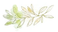 Delicate watercolor branch with olive green and soft yellow leaves on white background, botanical line art style illustration for stationery and wedding design.