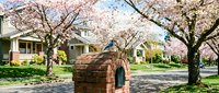 Suburban neighborhood street lined with blooming cherry blossom trees in spring, featuring brick mailbox and residential homes with peaceful atmosphere.