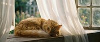 Ginger cat resting on wooden surface near window with flowing white curtains and garden view, peaceful indoor pet scene.