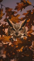 Great horned owl perched among golden autumn oak leaves with intense yellow eyes staring directly at camera in warm evening light for wildlife photography.