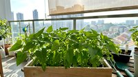Urban balcony garden with lush green plants in wooden planter box overlooking city skyline, natural daylight, sustainable living and home gardening concept.