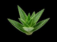 Aloe vera plant with fresh green leaves and water droplets, isolated on transparent background. Ready for clipart, t-shirt design, stickers, print-on-demand products, and sublimation projects.